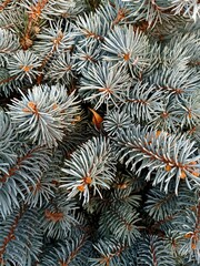 Naklejka na ściany i meble Blue needles of spruce with dry leaves