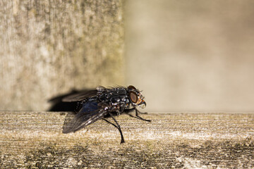 To fly or fry, that's the question