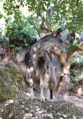Sardinian goat hiding in the wildness 