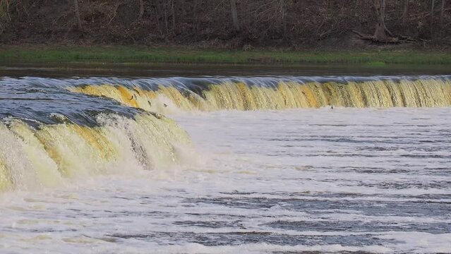 The fish overcomes the waterfall. Fish go upstream to spawn. Vimba jumping over a waterfall on the Venta River, Kuldiga, Latvia.