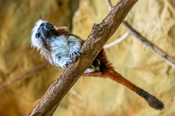 A monkey sitting on a tree branch in a zoo