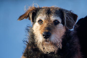 Portrait of the old crossbreed terrier dog