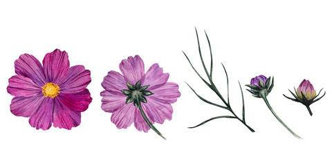 Set with watercolor pink flower of cosmea (Cosmos bipinnatus, Mexican aster, garden cosmos), buds, flowers, leaves. Hand drawn painting illustration isolated on white background