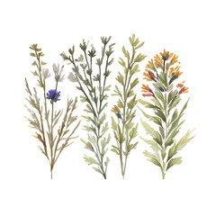 grass floral, Wildflowers, herbs painted in watercolor4