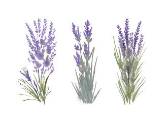 lavender flowers and bouquets are painted in watercolor on a white background
