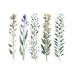 grass floral, Wildflowers, herbs painted in watercolor5