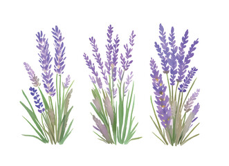 lavender flowers and bouquets are painted in watercolor on a white background1