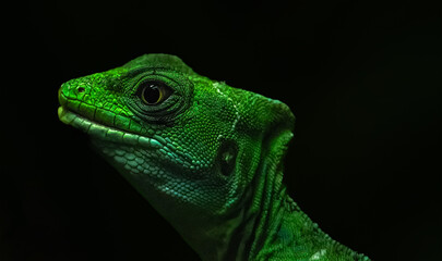 Portrait Basilic vert 