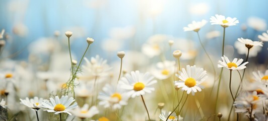 Chamomile flowers. Camomile in the nature. Field of camomiles at sunny day at nature. Horizontal banner poster texture. Ai generated