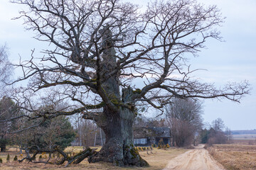 Stary dąb i dom