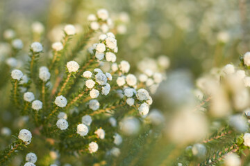 Cluster of small white wildflowers