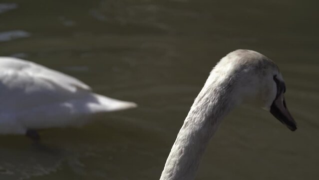 Close-up of a group of white Eurasian swans on a lake on a sunny day. The largest flying birds, including mute swan, trumpeter swan and whooper swan. Beautiful nature video 4K.