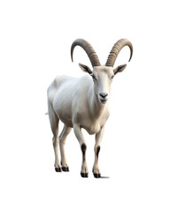 Isolated portrait of a goat