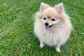 portrait of cute Pomeranian Spitz dog, young fluffy puppy on green grass at summer day. Miniature breed of dog.