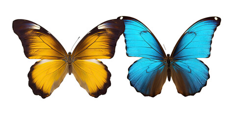 Blue and yellow butterfly, isolated on white background