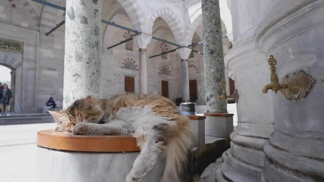  A stray cat sleeps outside the mosque in Istanbul, Turkey