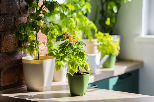 Concept of urban home gardening on the balcony or windowsill. Cherry tomato seedlings in the flower pot with ripe orange fruit. Leisure, hobby, sustainable lifestyle, eco habits