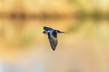 A Barn Swallow flying across a golden reflecting lake.