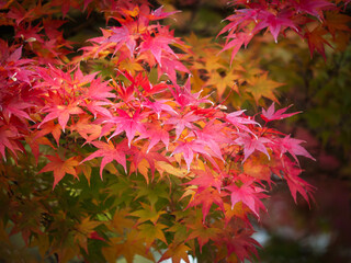 Red maple leaves in the Belvedere Botanical Garden in autumn - 633149108