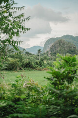 Fototapeta na wymiar open field in the mountainous jungle