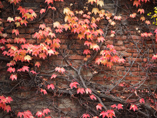 Red leaves of wild grapes climbing a stone wall in the Belvedere Botanical Garden in autumn - 633149314