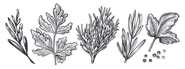 Parsley, dill, basil, peppercorns. Kitchen herbs set. Spices for cooking. Sketch vintage vector illustration © ~ Bitter ~
