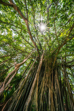 Old banyan tree in sunlight