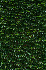 a wall covered with  Boston ivy / grape ivy / Japanese ivy leaves, Parthenocissus tricuspidata