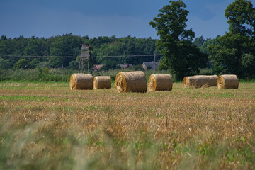 hay bales in the field against the background of trees agricultural
