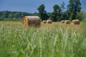 hay bales in the field against the background of trees agricultural landscape