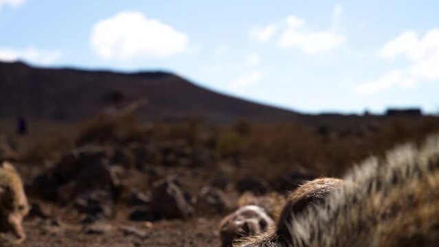 Eichh&ouml;rnchen beim Spielen