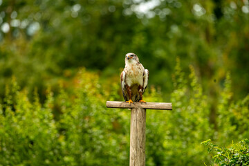 beautiful bird of prey sits on a wooden post