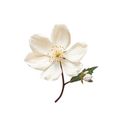 transparent background with a solitary white flower