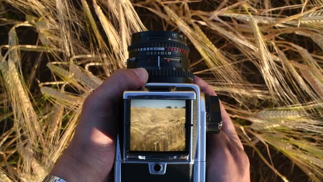 A man takes pictures of a corn field in warm sunlight with an old analog viewfinder camera.
