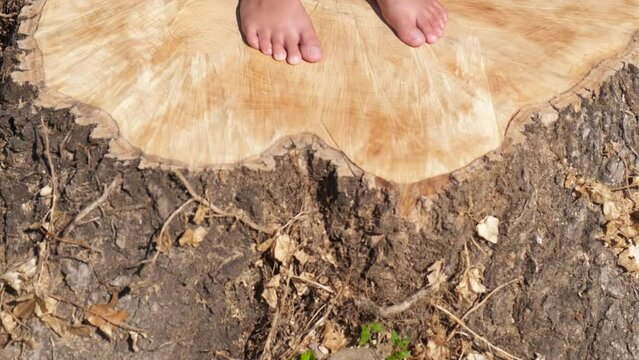 Girl feet on stump in park. A view of child bare feet stand on the tree stump in the wood in summer.