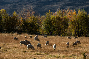Group of sheeps grazing in a field in Patagonia.