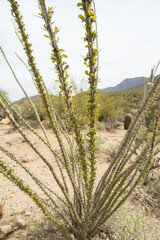 Ocotillo cactus in the desert