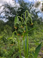 Sintrong flower in the morning
