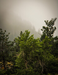 Obraz premium fog in the forest