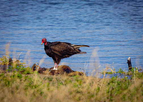 turkey buzzard in the grass