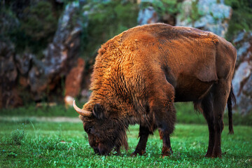 Fototapeta premium bison grazing in the field