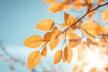 Beautiful natural autumn background - sunlight shining through orange, golden yellow tree foliage. Fall in a park, bright sun beams - obrazy, fototapety, plakaty