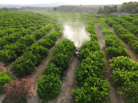 Anonymous farmer driving tractor spraying pesticide on lemon trees