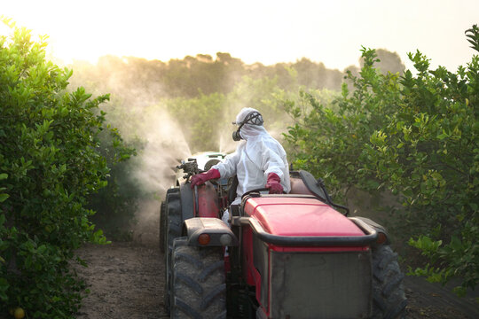 Anonymous farmer spraying pesticide on lemon trees while riding tractor