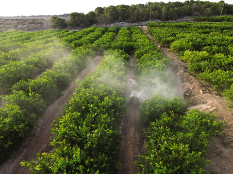 Anonymous farmer driving tractor spraying pesticide on lemon trees