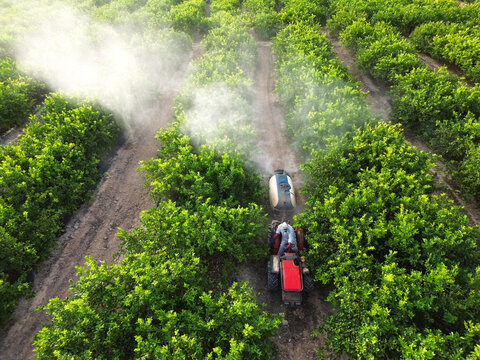 Anonymous farmer driving tractor spraying pesticide on lemon trees