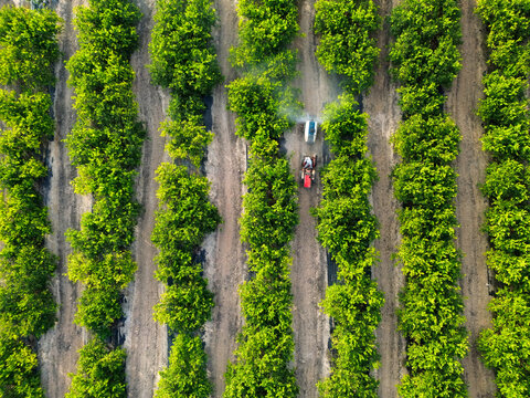 Anonymous farmer driving tractor spraying pesticide on lemon trees