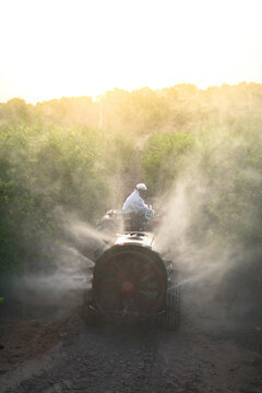 Anonymous farmer spraying pesticide on lemon trees while riding tractor