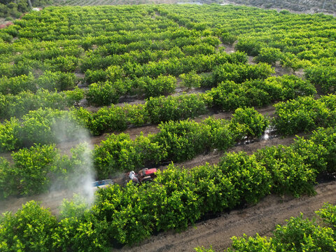 Anonymous farmer driving tractor spraying pesticide on lemon trees