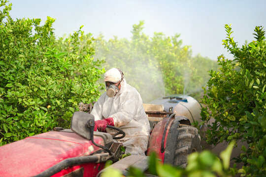 Anonymous farmer spraying pesticide on lemon trees while riding tractor